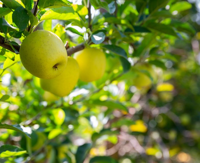 Äpfel am Baum